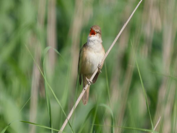 <h3><a href="/trips/Greece/biota/animalia/chordata/aves/passeriformes/acrocephalidae/acrocephalus arundinaceus/acrocephalus arundinaceus-nl.html">Acrocephalus&nbsp;arundinaceus</a> / Great&nbsp;reed&nbsp;warbler / Grote&nbsp;karekiet</h3>OM-1 Mark II met OLYMPUS M.150-400mm F4.5 TC, 1/2000 sec  bij F5.6, ISO 500, afstand 35.7&nbsp;m